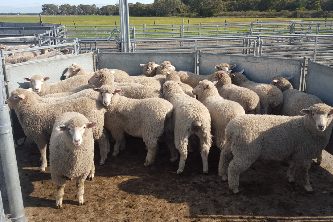 Kiranda Autumn 2021 Newsletter