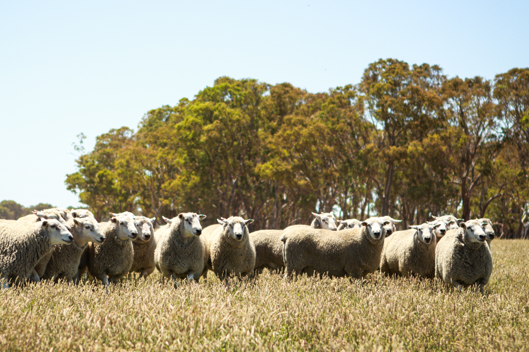 Kiranda Maternal Newsletter