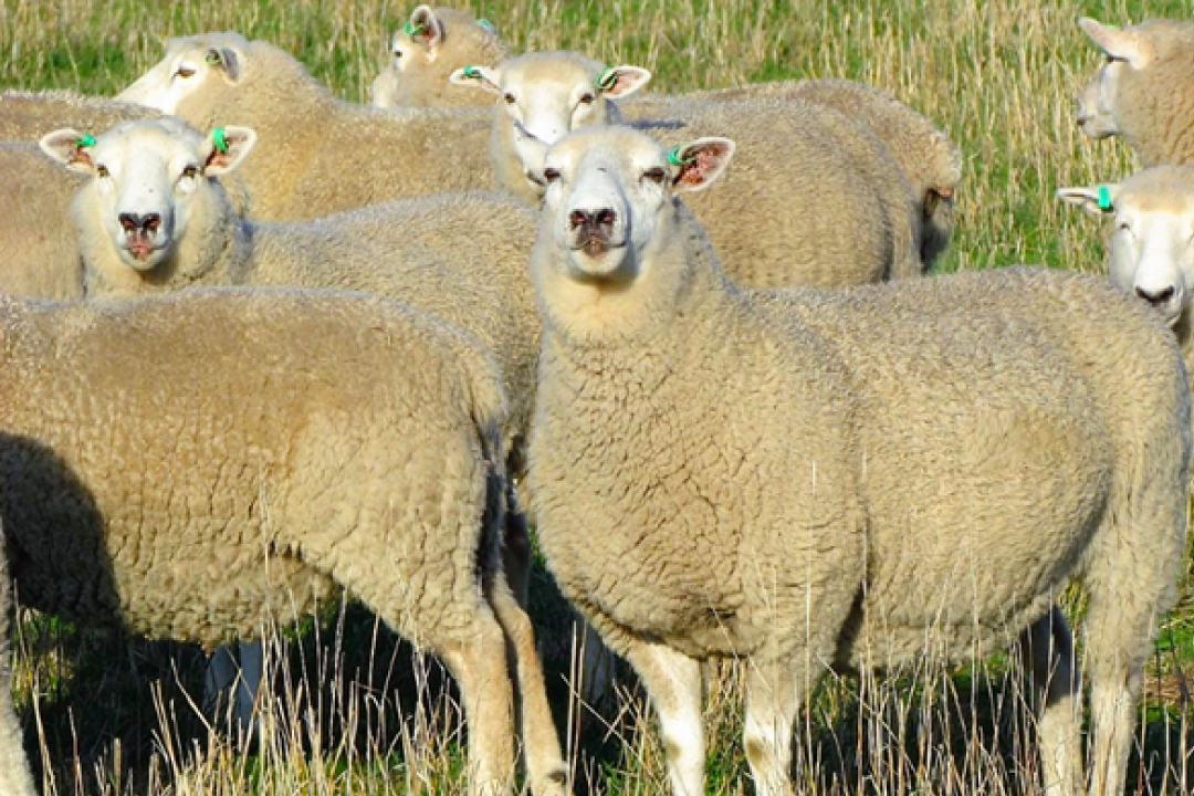 Sheep Compendium July 2021 Kiranda Sheep Genetics