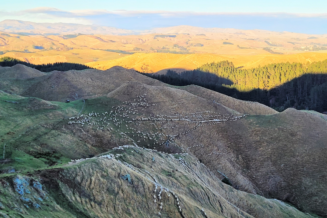 Kiranda Sheep Genetics New Zealand