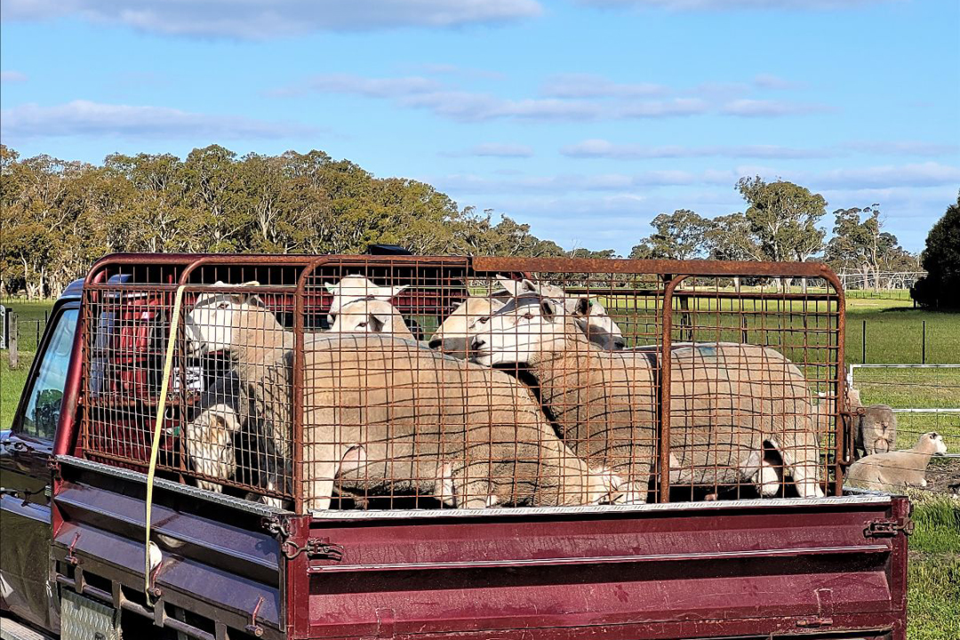 Summer 2022 Newsletter