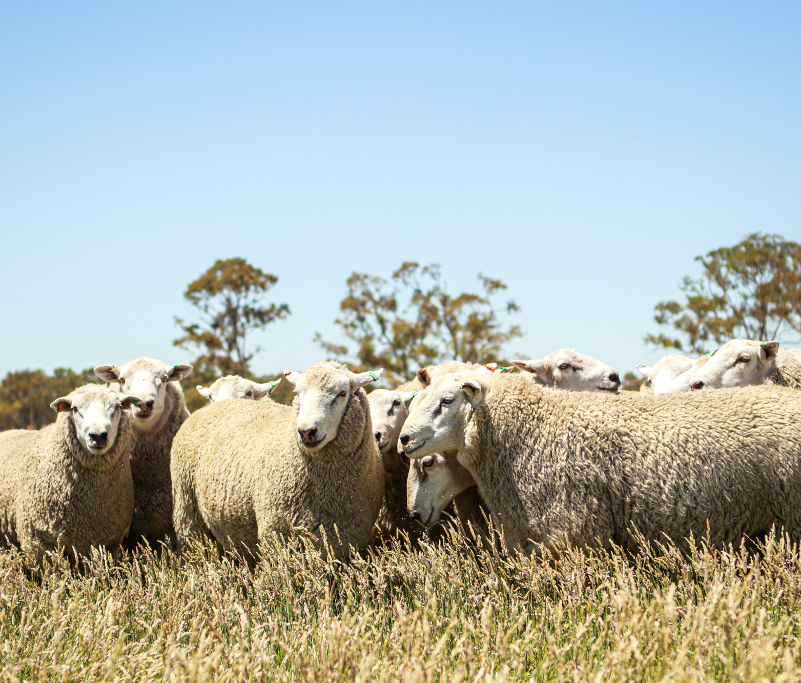 Kiranda Maternal Sheep Genetics