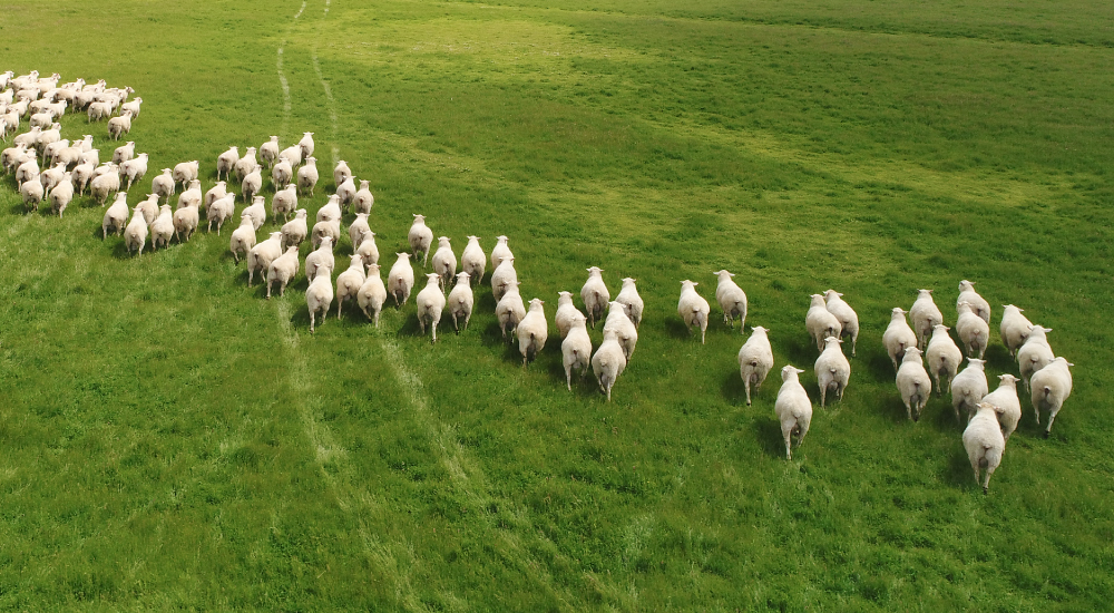 Kiranda Maternal Flock Genetics