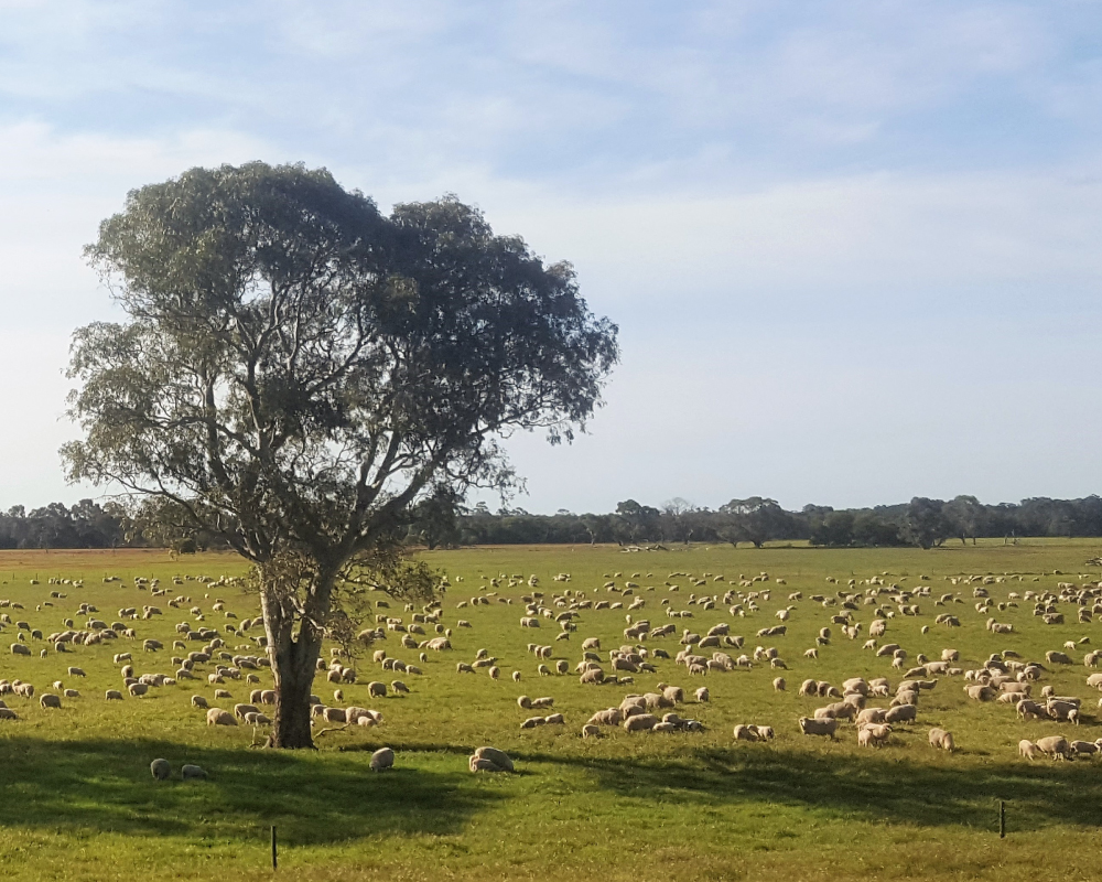 Kiranda Maternal Sheep Grazing