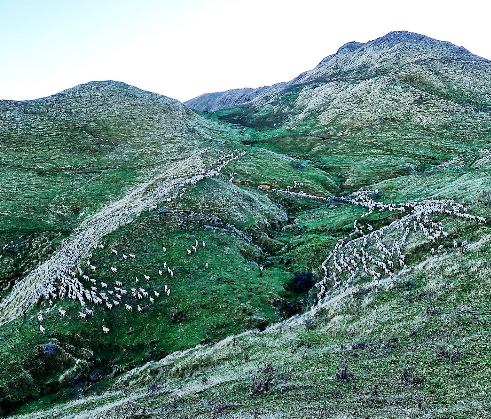 Kiranda Maternal History