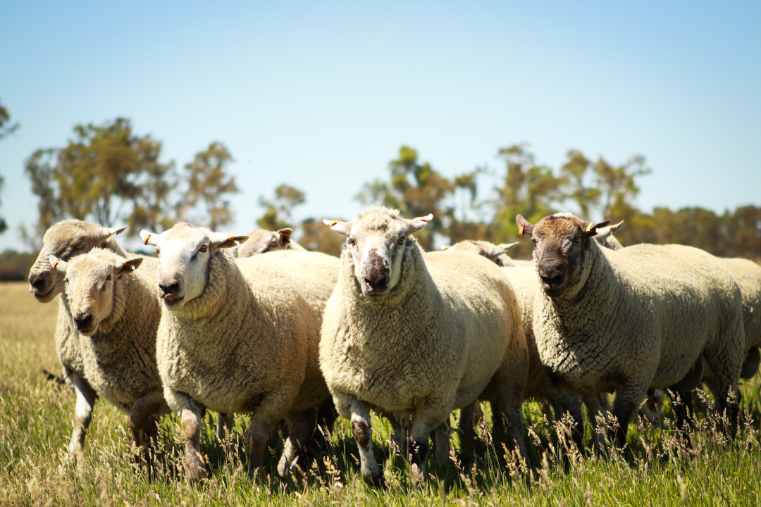 History Kiranda Prime