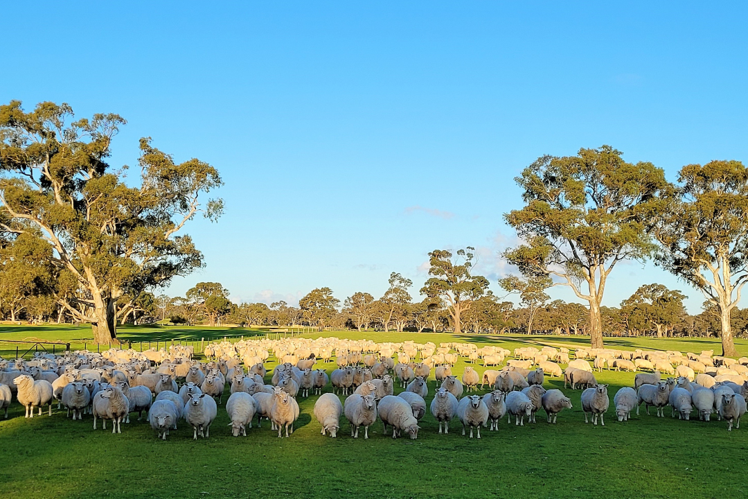 Kiranda Spring Newsletter