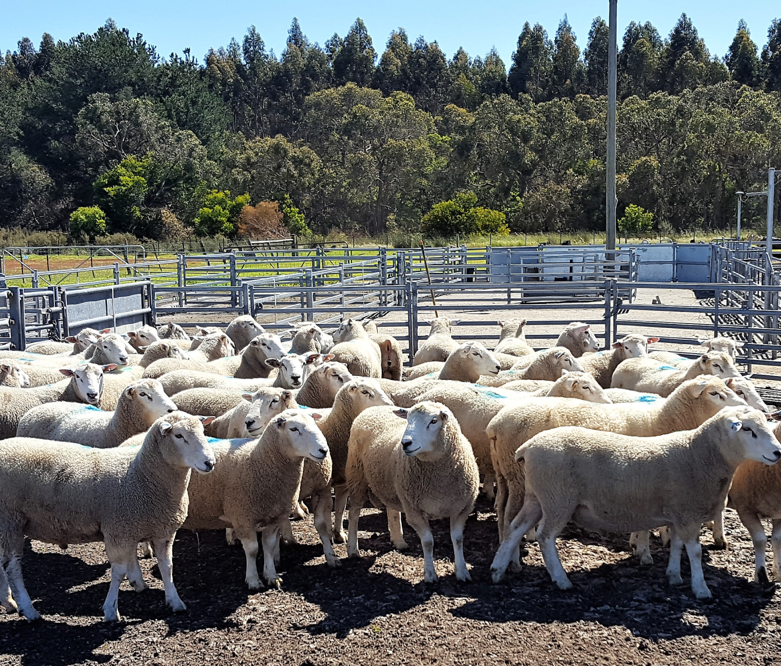 Kiranda Multiplier rams