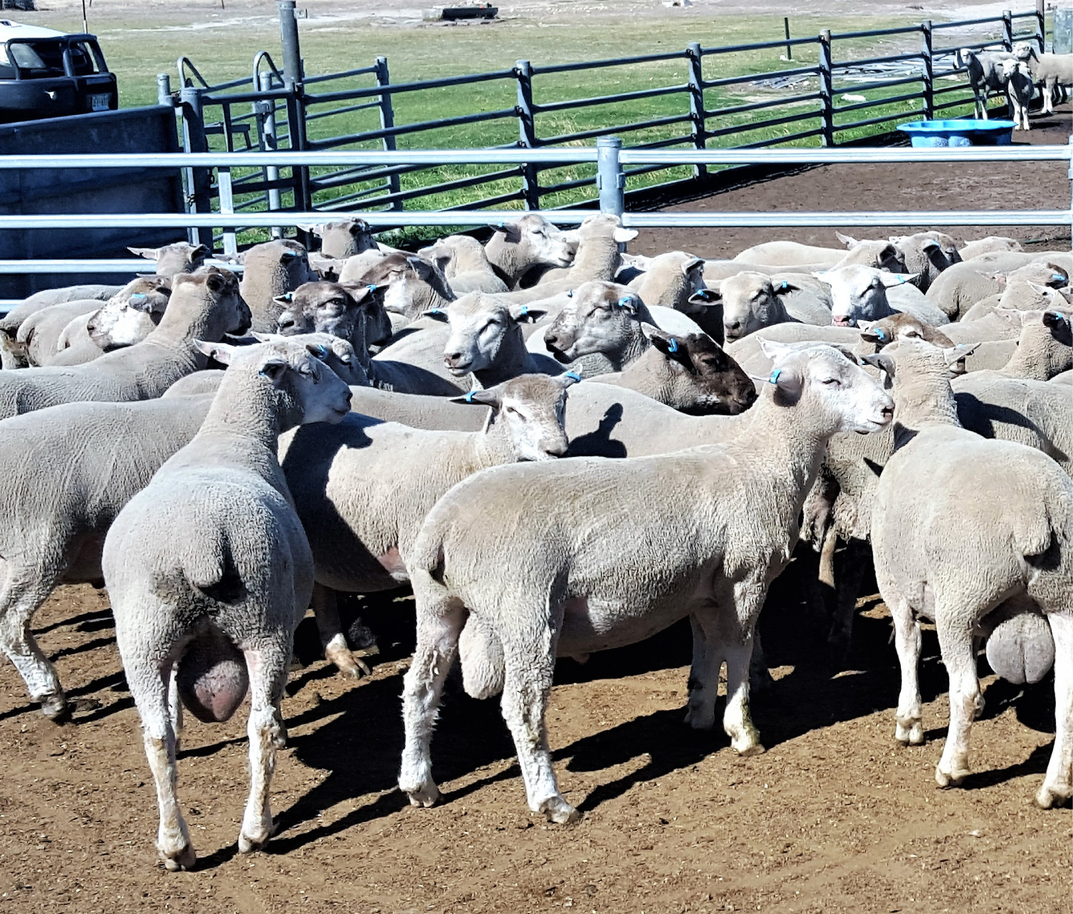 Kiranda Prime History