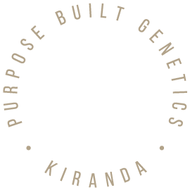 Kiranda Purpose Built Sheep Genetics