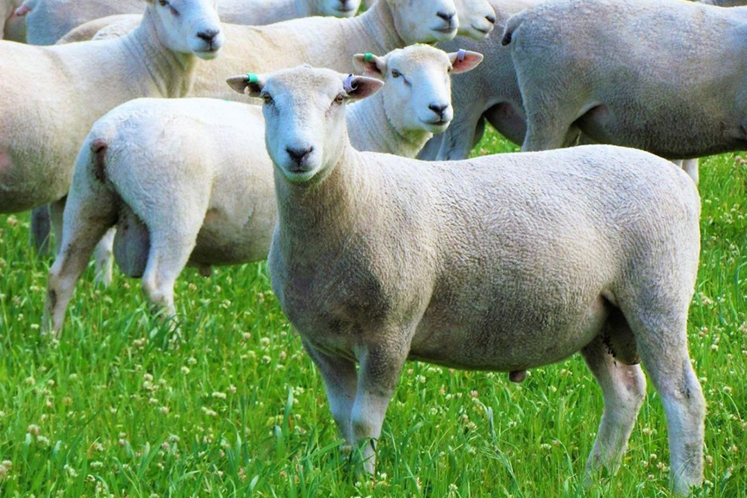 Kiranda Maternal Mating TipsKiranda Maternal Mating Tips