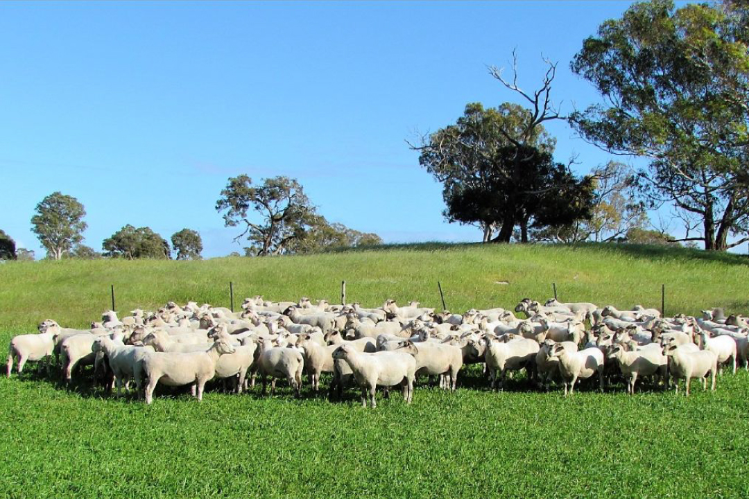 Kiranda Ram Sales Newsletter