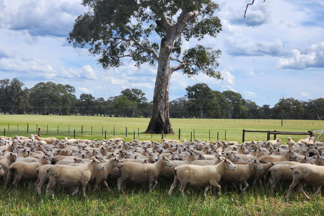 Summer 2023 Newsletter – Kiranda Ram Sales