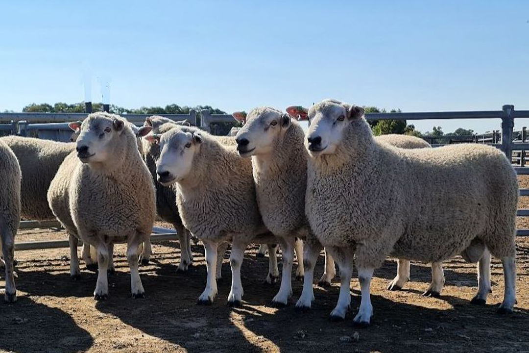 Kiranda Ram Sales 2022