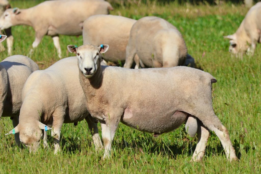 Kiranda Maternal Ram